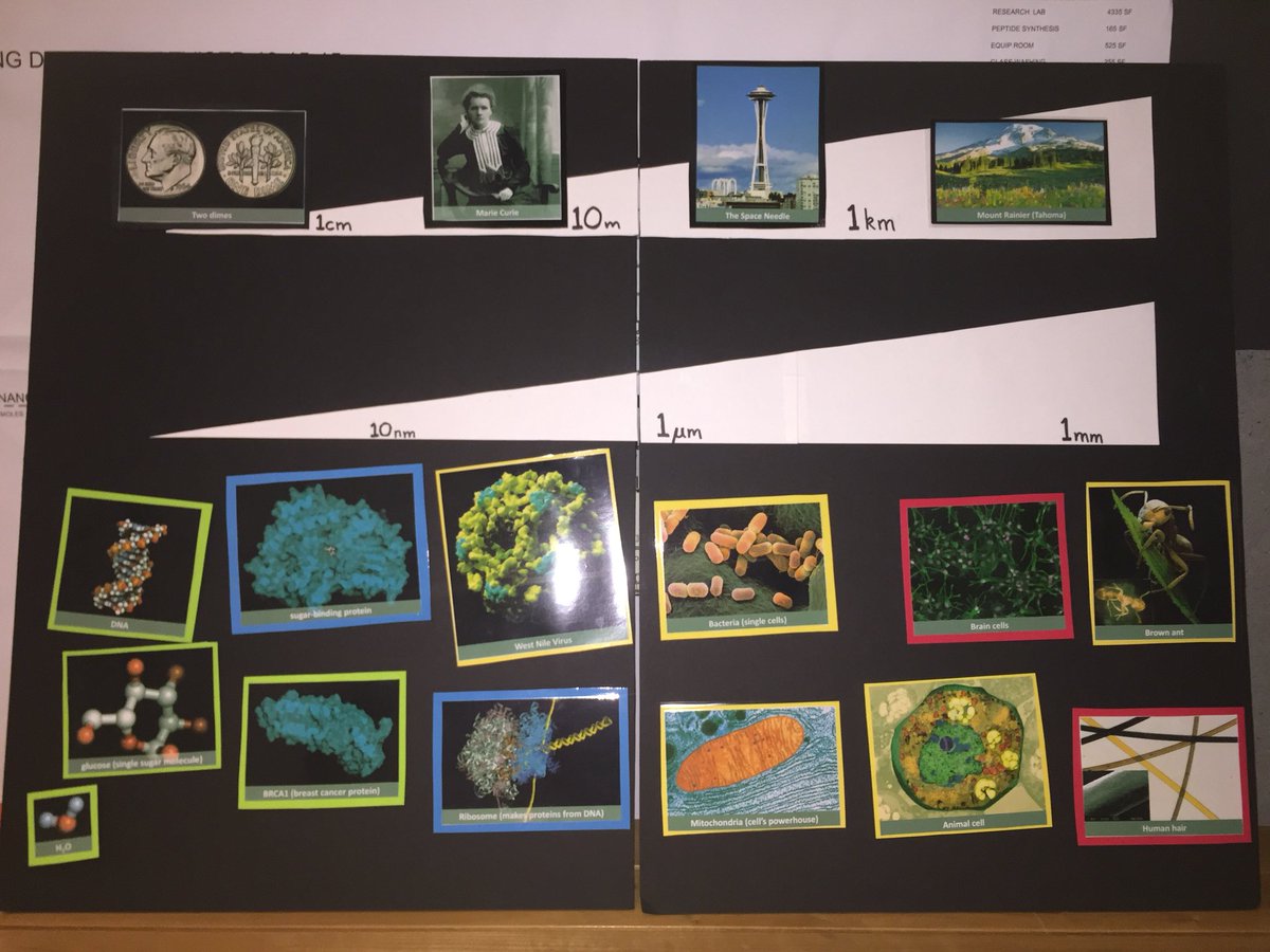 unattermann's tweet photo. Hey #Seattle , join @SciMarketUW tomorrow (Sat.) at the #UDistrict Farmers’ Market to talk about this year’s #NobelPrize in Chemistry! https://t.co/VTkg2Hw7x3