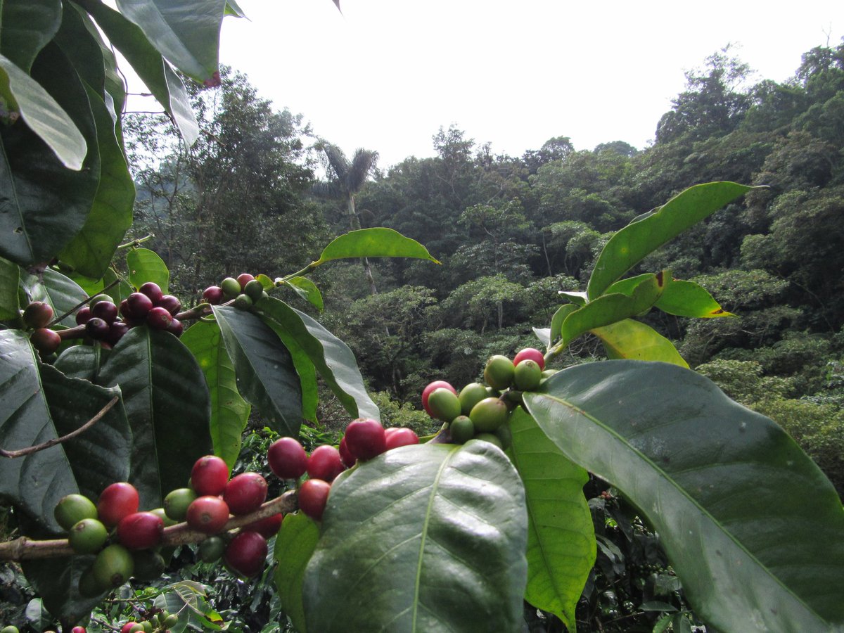 Ofrecer cafe con responsabilidad social y ambiental, con un perfil sensorial unico, desde Santa Marta para los mejores consumidores de cafe.