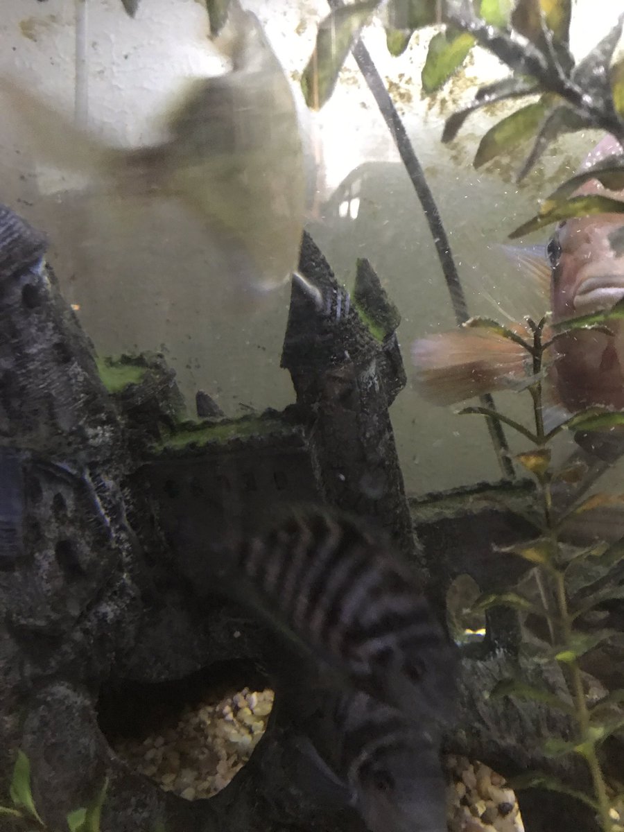 QueenShark8112's tweet photo. @TAMUGVertBiol fish.   Amatitlania nigrofasciata.  Convict cichlids https://t.co/EtjxHHXDUD