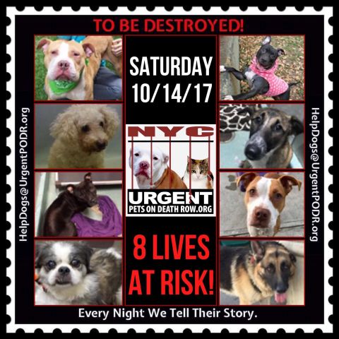 UrgentPart2's tweet photo. TO BE DESTROYED 10/14/17 -  
To rescue a Death Row Dog, Please read ...
https://t.co/6HYiqjJsQq https://t.co/eaRg2aBwjg