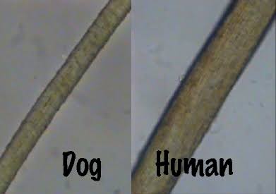 A veces basta con una observación al microscopio para diferenciar entre pelo humano y se otras especies.