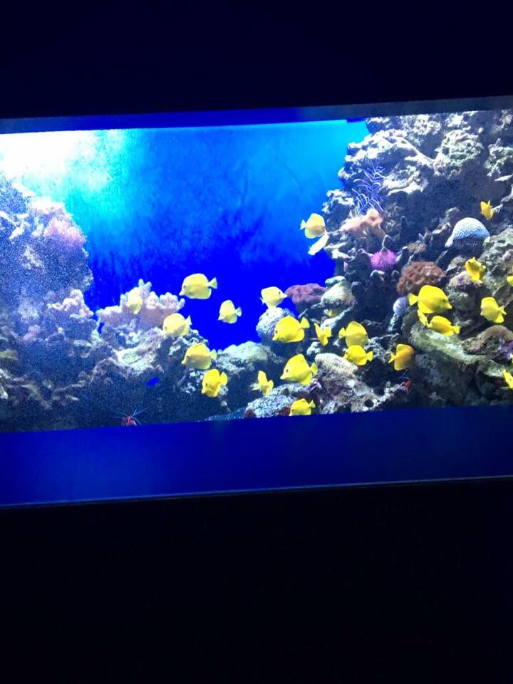 QueenShark8112's tweet photo. @TAMUGVertBiol Fish. Yellow tang.  Zebrasoma flavescens https://t.co/70oW66J4i3