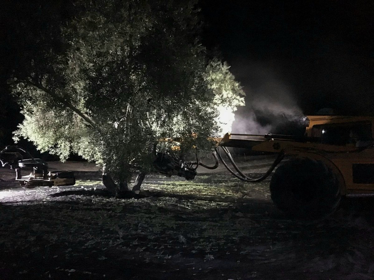 ¡AOVE PAGOS DE TORAL 2017 ha dado su comienzo! Acabamos de comenzar con la recolección de nuestro fruto #AovePagosdeToral2017 #cosecha2017