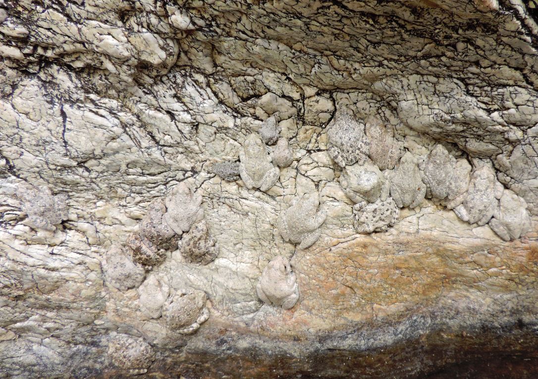 SaguaroNPS's tweet photo. Blend in with the background. 🐸 #SurviveAHorrorMovieIn5Words #SaguaroNPS #CanyonTreeFrogs #HowManyDoYouSee https://t.co/Lb1b9z4KU1