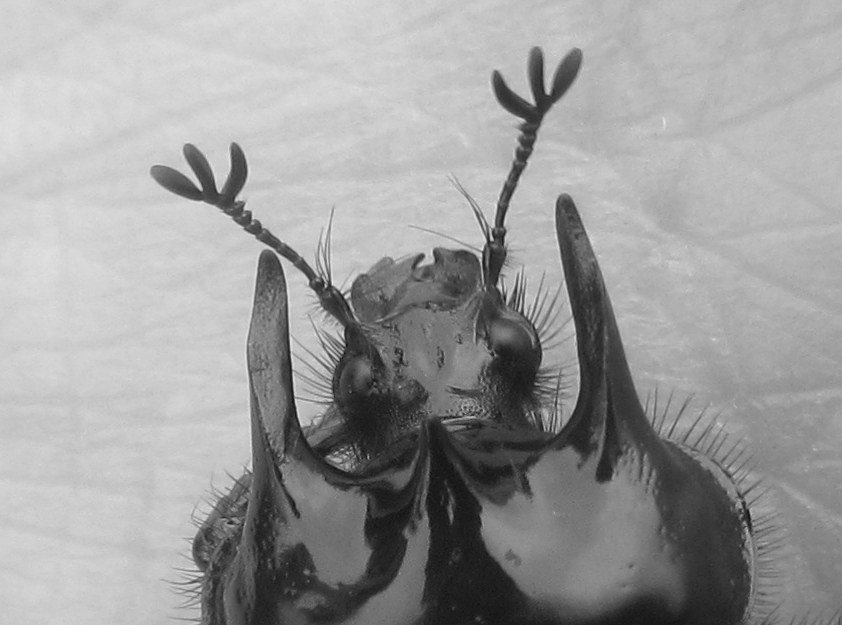 hatbirder's tweet photo. Action shots from our Tuesday field trip at Holton Lee in Dorset. Minotaur beetle! #MScSISS #WildMan #MScEntoRes @CWACReading @Team_DUMP https://t.co/0XXOVMv0Eu
