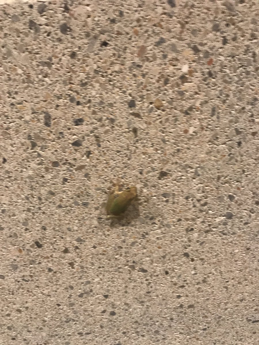 QueenShark8112's tweet photo. @TAMUGVertBiol amphibian American green tree frog.  Hyla cinerea https://t.co/vXmfe9zEXo