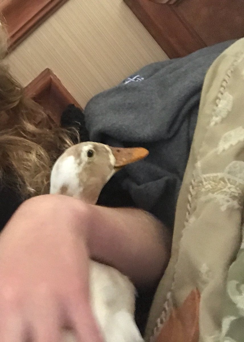 QueenShark8112's tweet photo. @TAMUGVertBiol bird.  Saxony duck.  Anas platyrhynchos domesticus. https://t.co/4VSndfkjgW