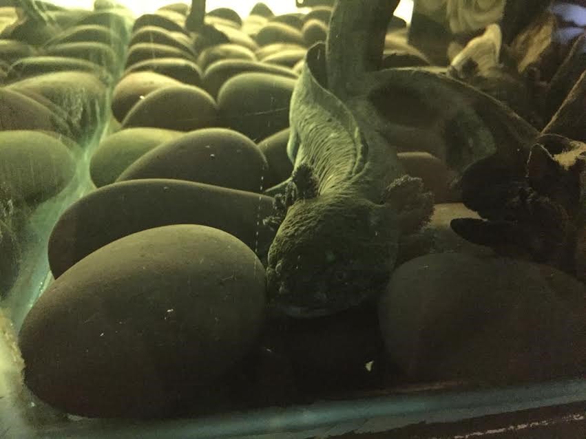RisaBear8's tweet photo. 19. Ambystoma Mexicanum, Axolotl salamander @TAMUGVertBiol https://t.co/68yTUFCCTT