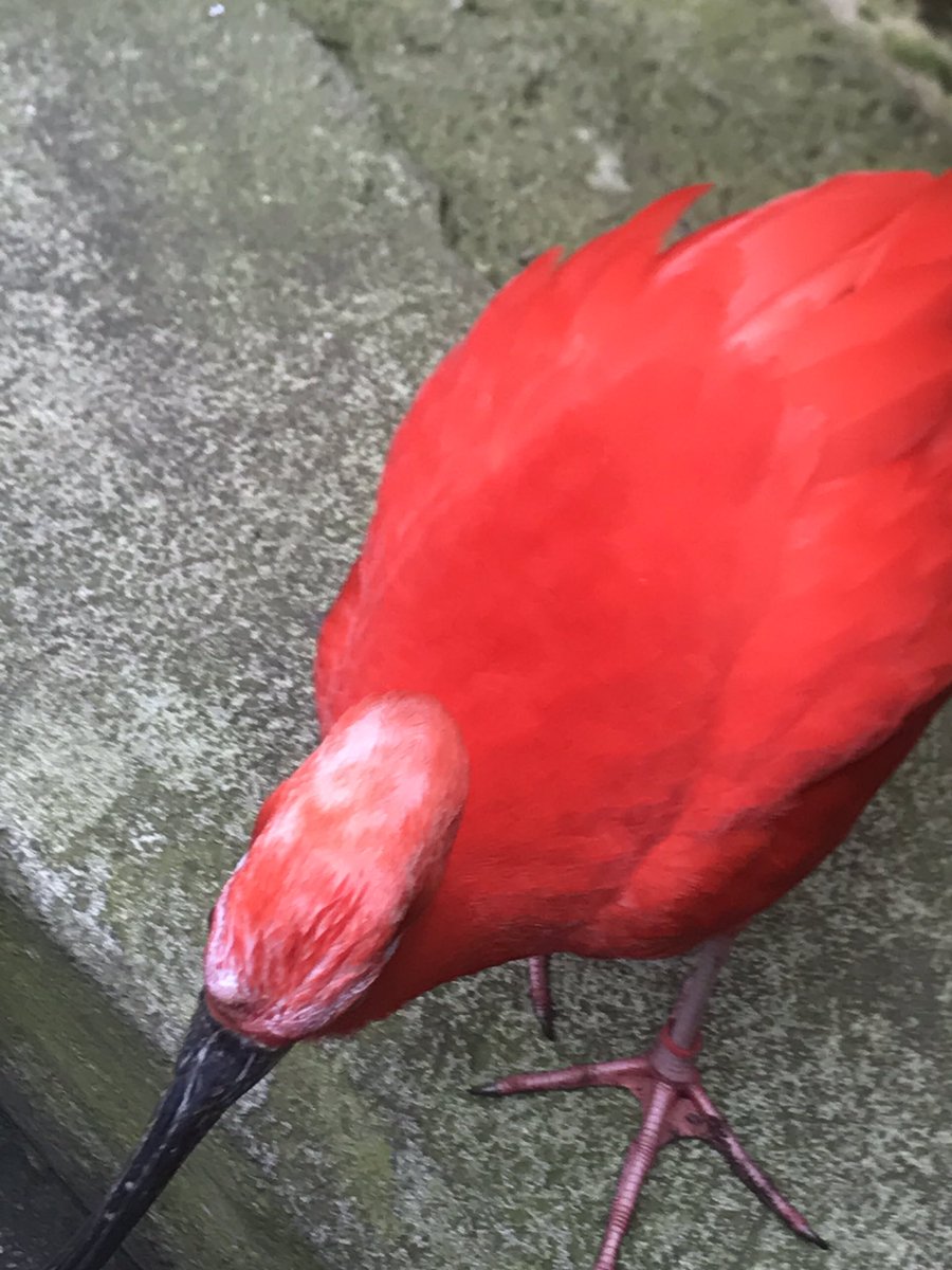 QueenShark8112's tweet photo. @TAMUGVertBiol  bird scarlet ibis eudocimus Rubber https://t.co/FMCPXVMcZM