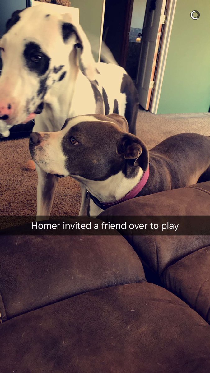GreatDaneHomer's tweet photo. Had an old friend come over to play. It was chill https://t.co/m6PAJyW8To