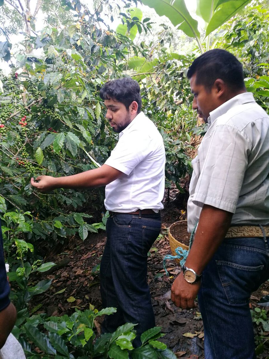 EvaluadorJose's tweet photo. Proceso de evaluación en el EC0272 Cosecha de Café en Chilon, Chiapas. @PerlaIbaez2 @linosma  @LeticiaInca @Mely_Romero https://t.co/OMpZhkUI3g