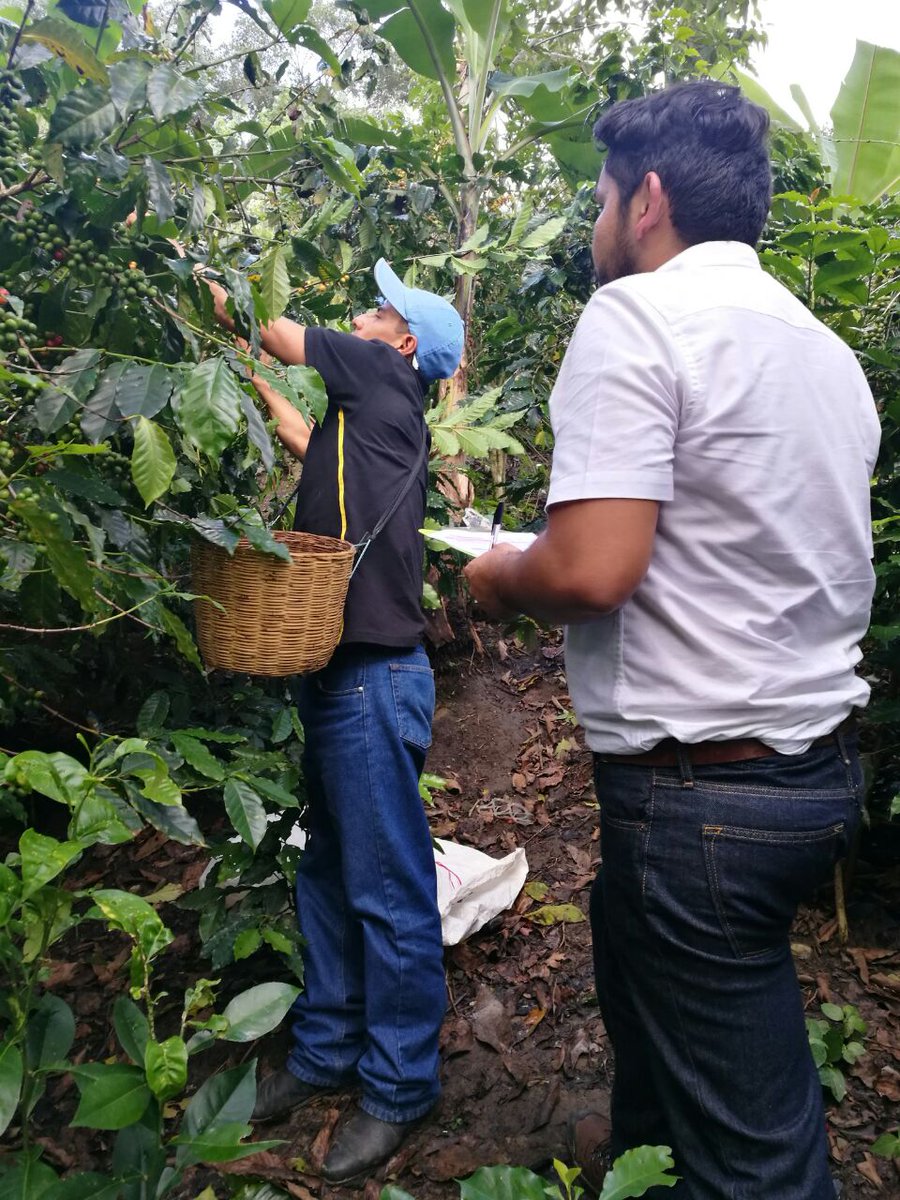 EvaluadorJose's tweet photo. Proceso de evaluación en el EC0272 Cosecha de Café en Chilon, Chiapas. @PerlaIbaez2 @linosma  @LeticiaInca @Mely_Romero https://t.co/OMpZhkUI3g
