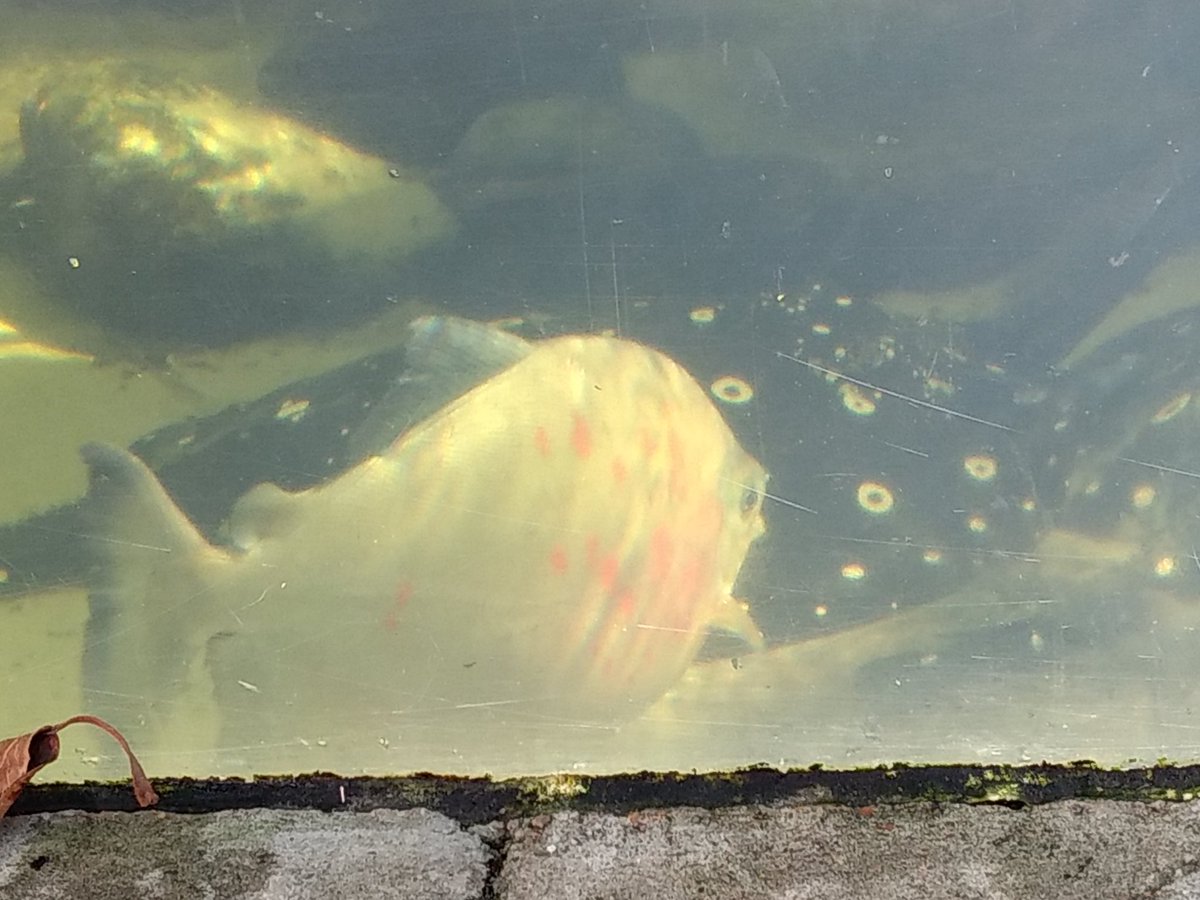 HannaSumrall's tweet photo. @TAMUGVertBiol Fish! Common name: Dolphin Pacu Scientific name: Mylesinus paucisquamatus https://t.co/GcXhiS5C2b