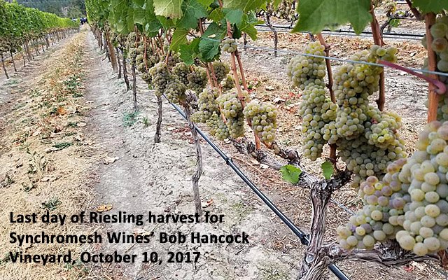 Riesling is one of Canada's star grapes. In this week's Top 10 : Canadian Riesling, we share some of our favourites 

gismondionwine.com/blog/top-10-ca…

#Riesling