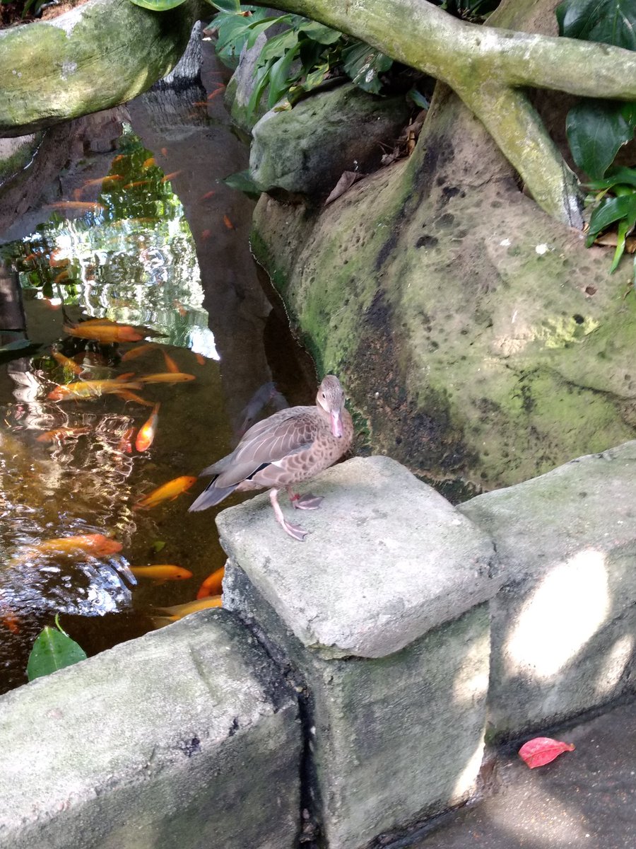 HannaSumrall's tweet photo. @TAMUGVertBiol Bird! Common name: Madagascar teal Scientific name: Anas bernieri https://t.co/ZJHpw4Thnb