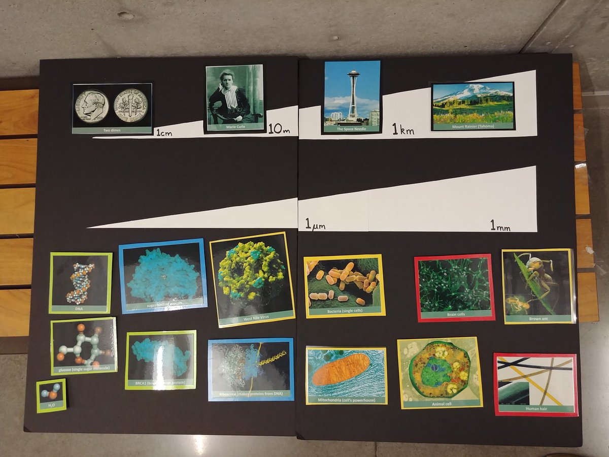SciMarketUW's tweet photo. Hey Seattle - wanna learn about this year's #NobelPrize? Come find us tmrw at the #udistrict farmers market! https://t.co/RbK9CV8p3H