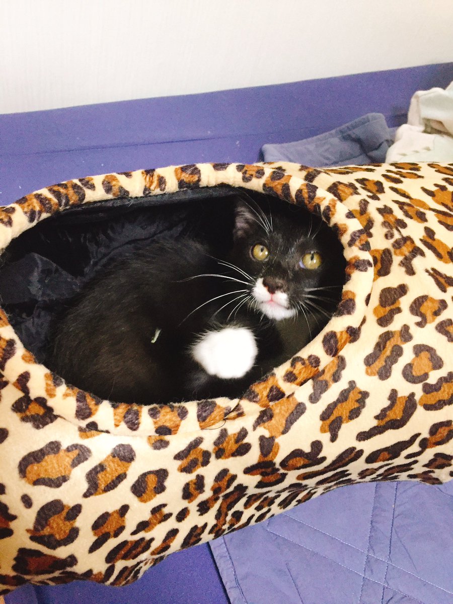 nn_rpgm's tweet image. 친한동생네 애기고양이가 와서 힐링차 잠깐 보러왔다😂😂😂 현생살고 돌아올게요👋