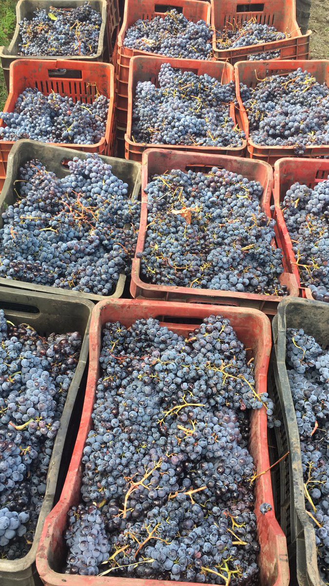 Enjoy your weekend #etna #etnadoc #redwine #nerellomascalese #natura #grapes #terrazzedelletna #vendemmia2017 #pinotnero #picoftheday