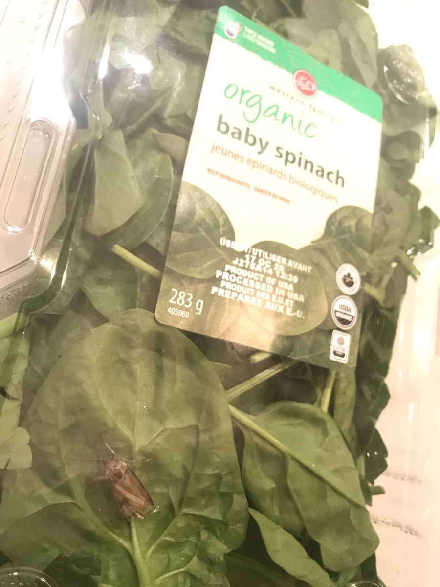 tweetbradhansen's tweet photo. @saveonfoods @WesternFamilyCA Look who I found in my spinach!  Western Family organic baby spinach 283g J275A14. https://t.co/sr7f0L4BiA