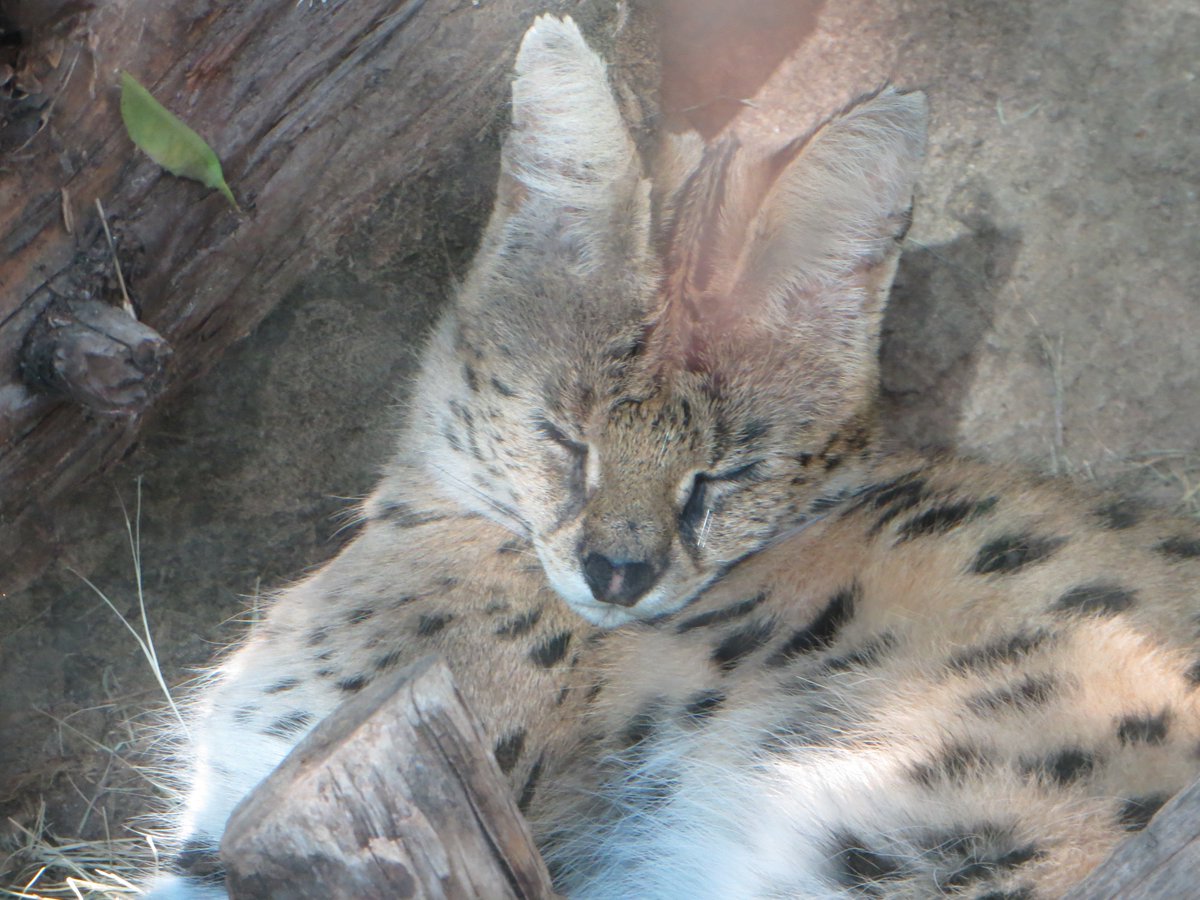 RosalieRedd's tweet photo. Shifter spotted at the San Diego zoo. Asleep, no less. :) https://t.co/RAIRoiUnIQ