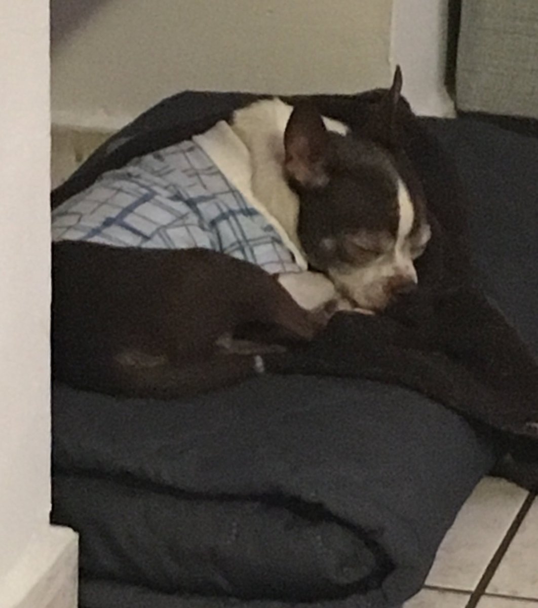 danigarcia25's tweet photo. Sleepy Chubby #beautydog #flojillo #taviejilloentiendanlo https://t.co/CZOIAaVtnf
