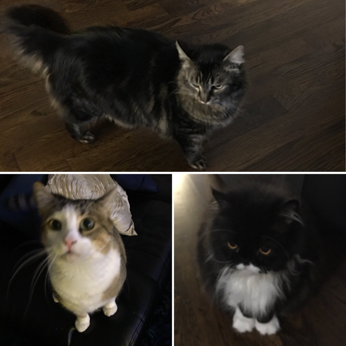 Just FurBabies Pet (jstfurbabies) Twitter