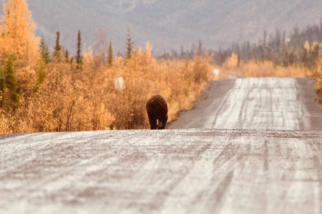 PositiveChang13's tweet photo. I'm a poor lonesome bear-boy
I'm a long long way from home
And this poor lonesome bear-boy
Has got a long long way… https://t.co/6ul8brIAAs https://t.co/KIjL76tIoc