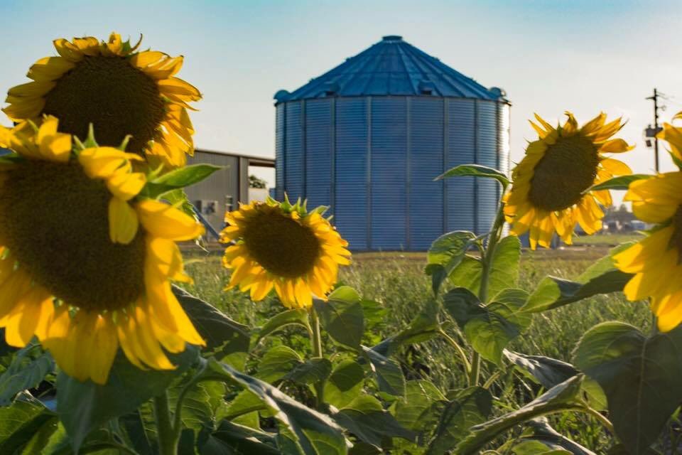 wayneplantation's tweet photo. I’ll be selling my heart healthy sunflower oil tomorrow at Hillcrest Farmers Market 7 till Noon! https://t.co/8sASMgGTOw