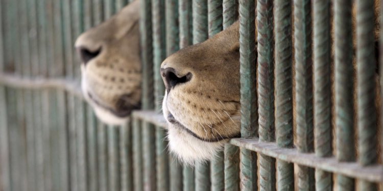 rbarriadillems's tweet photo. @guillier planea dejar animales en #Zoologicos tras las rejas !!!
Acá la propuesta de @sebastianpinera para ellos ..
https://t.co/bh4i4zEYDL https://t.co/KhVqLLhS9D