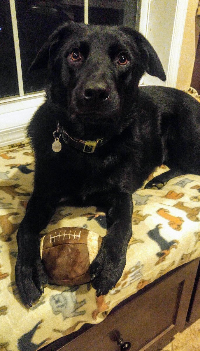 londen_tabor's tweet photo. Fenrir loving his football #BARKUniversity #BarkBoxDay https://t.co/m6cb9HVNDj