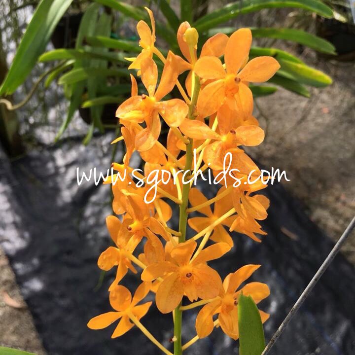 SgorchidsEvelyn's tweet photo. Blooming @SgorchidsEvelyn #orchidaceae #orchids #singapore #sgorchids #sgorchid #sunnyday #orange https://t.co/4m8SPBNdZg