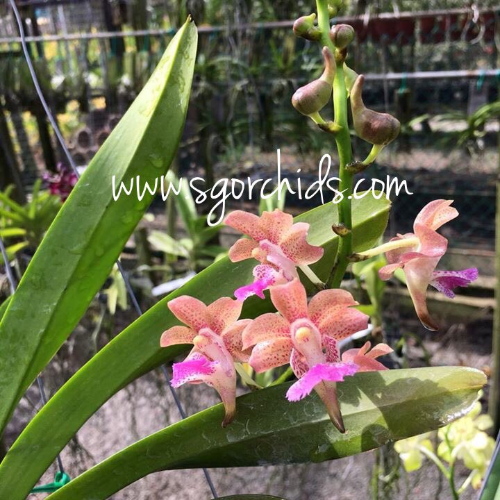 SgorchidsEvelyn's tweet photo. #Blooming @SgorchidsEvelyn #orchidaceae #orchids #singapore #sgorchids #sgorchid #sunnyday #gardening #homedecor #beauty #hotday https://t.co/umRyBlhZGM