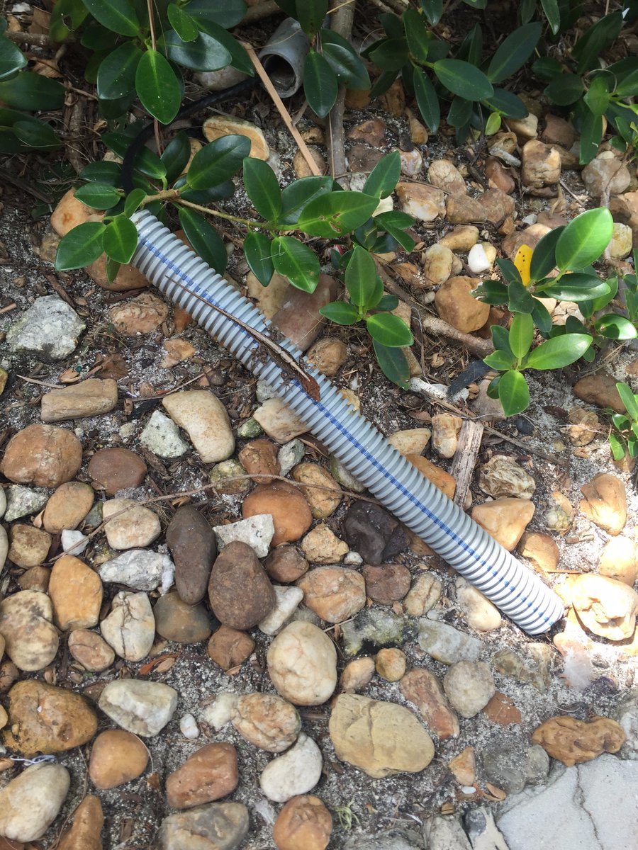 Jaybird97_'s tweet photo. @TAMUGVertBiol 
Genus (Anoles)  (Iguana) (Chrysemys)  (Apalone)
Species (Carolinensis)   (iguana)  (bellii) (spinifera)
Common Name (Green Anole)  (Green Iguana) (Western Painted Turtle) (Spiny softshell turtle) https://t.co/UcUZz66fwl