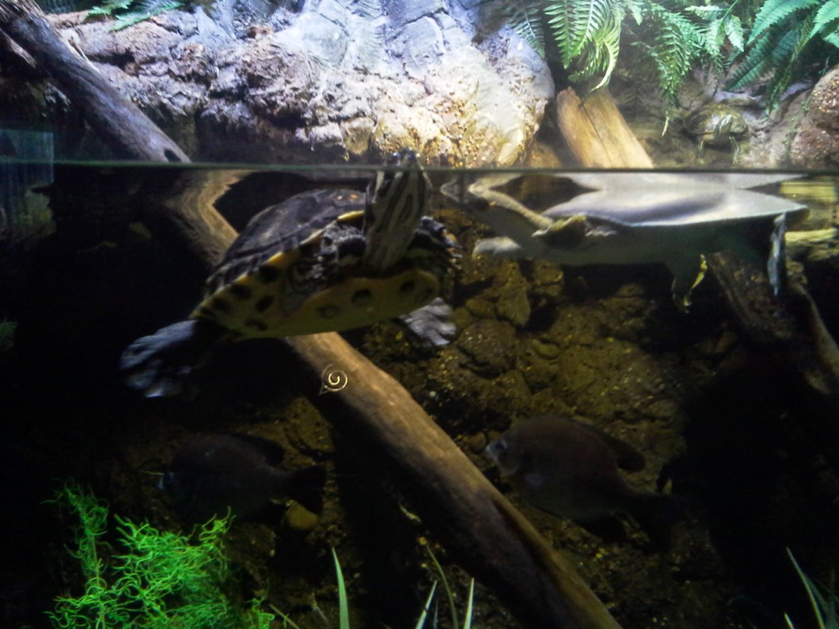 Jaybird97_'s tweet photo. @TAMUGVertBiol 
Genus (Anoles)  (Iguana) (Chrysemys)  (Apalone)
Species (Carolinensis)   (iguana)  (bellii) (spinifera)
Common Name (Green Anole)  (Green Iguana) (Western Painted Turtle) (Spiny softshell turtle) https://t.co/UcUZz66fwl
