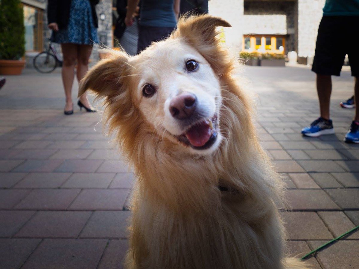 Westin_Whistler's tweet photo. Welcome to #WoofWeekend, our annual retreat for dogs and their owners. https://t.co/J7oN1DcBZ6