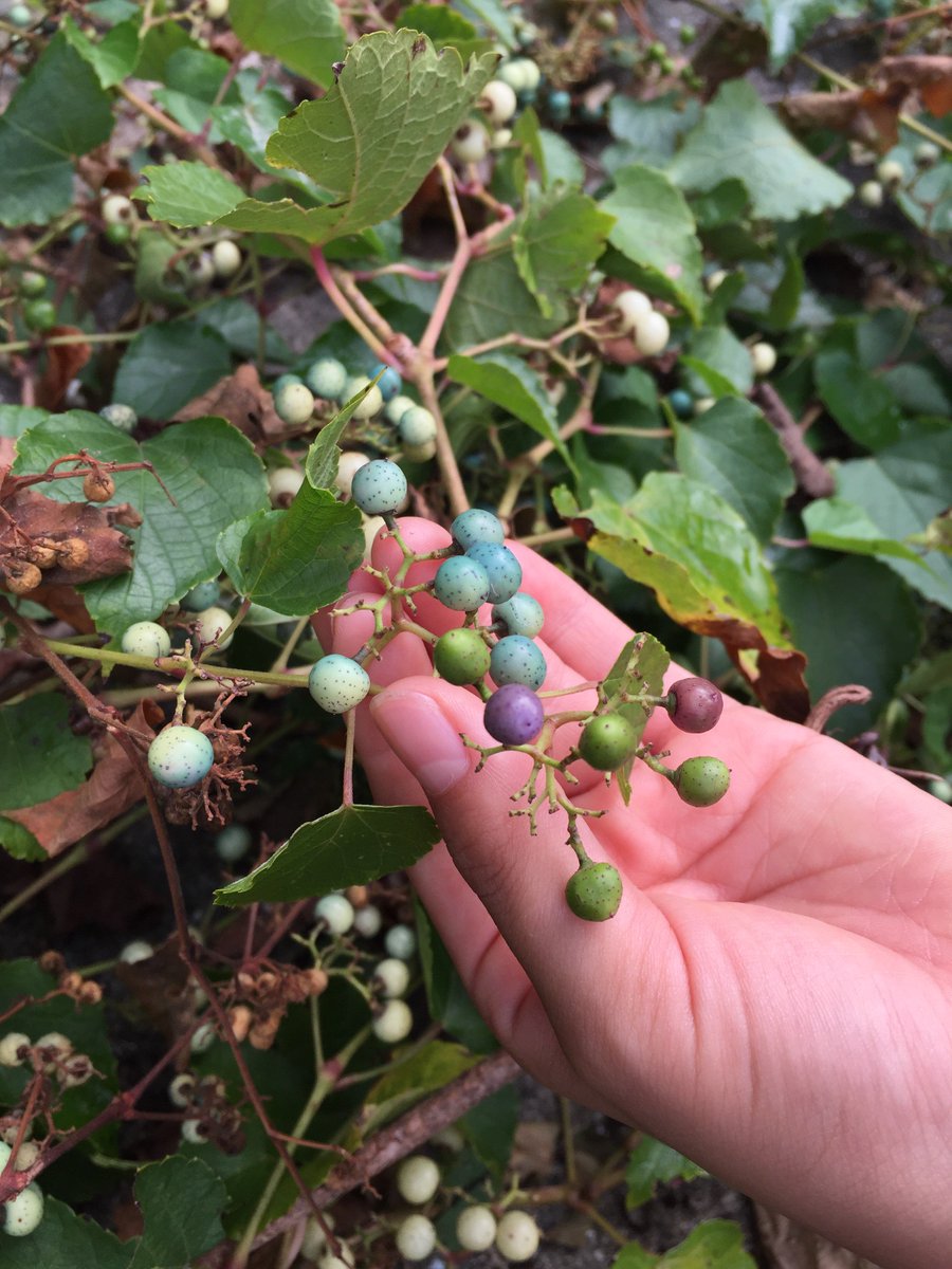 今年も野葡萄がきれい Togetter