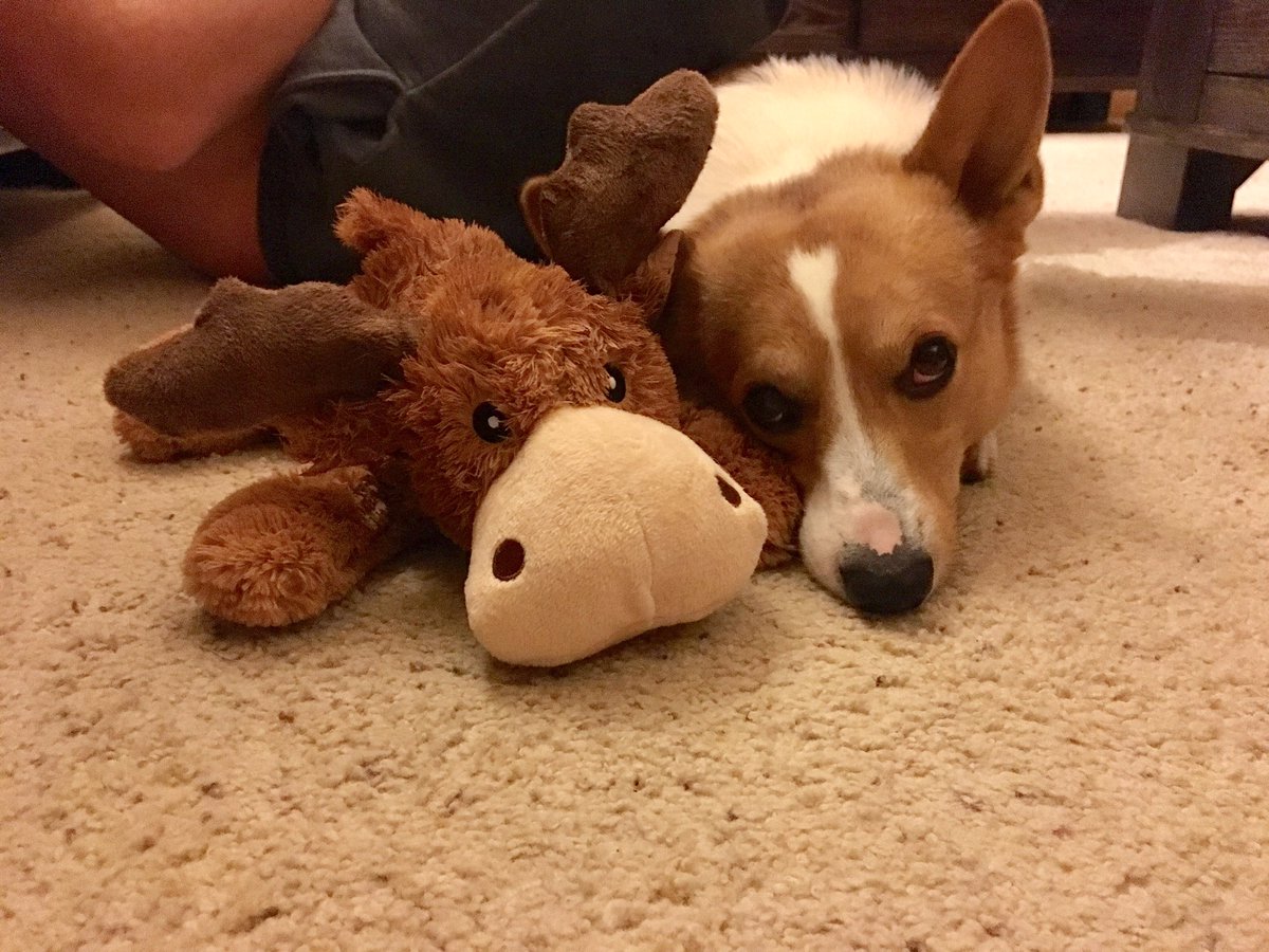 KateGiess's tweet photo. Life is tough. But Mr. Moose makes things better. 🐾 #MrSullivan https://t.co/sc3qGC12qe