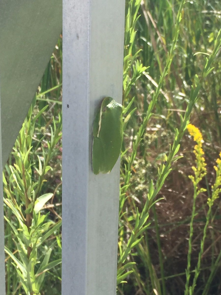 Jaybird97_'s tweet photo. Genus (Hyla) (Mole Salamander)
Species (Cinerea)  (Ambystoma mavortium)
Common Name (American green tree frog) (Arizona Tiger Salamander)
@TAMUGVertBiol https://t.co/lb2ZObVNuG