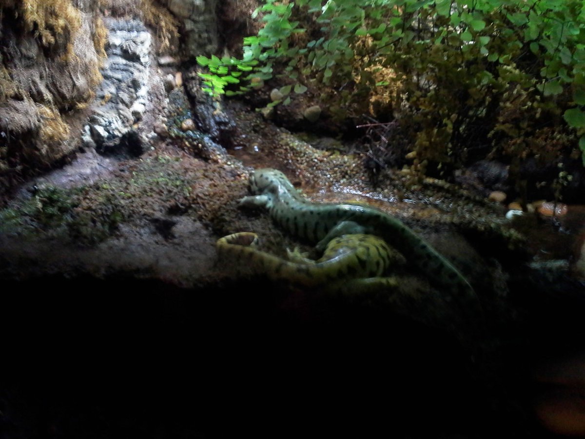 Jaybird97_'s tweet photo. Genus (Hyla) (Mole Salamander)
Species (Cinerea)  (Ambystoma mavortium)
Common Name (American green tree frog) (Arizona Tiger Salamander)
@TAMUGVertBiol https://t.co/lb2ZObVNuG