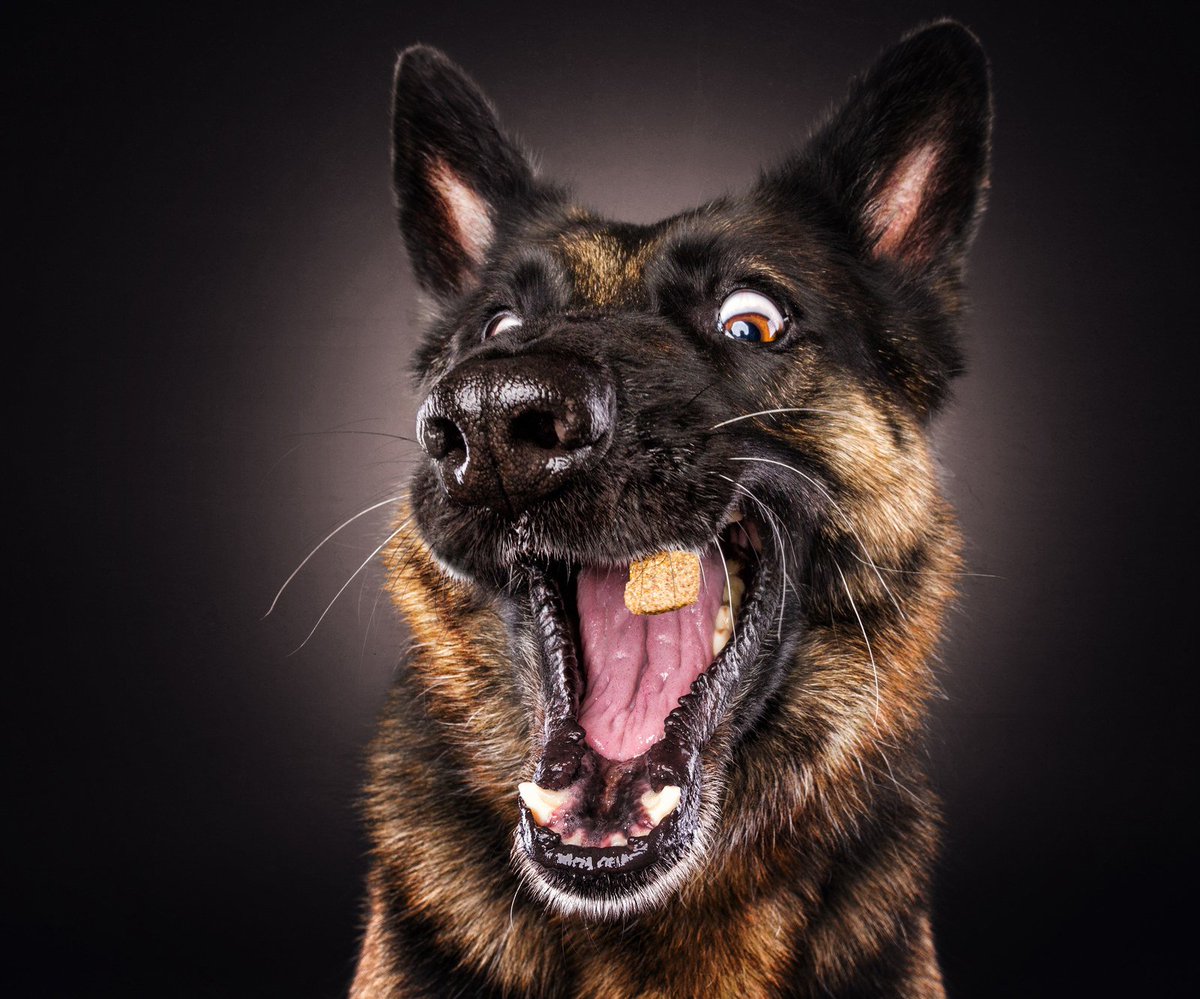 BuzzFeedNews's tweet photo. It’s Friday night and I’m still sitting here at work so please enjoy these photos of dogs catching treats with me https://t.co/LbbN3rzhBz https://t.co/xo0cWs1hH9