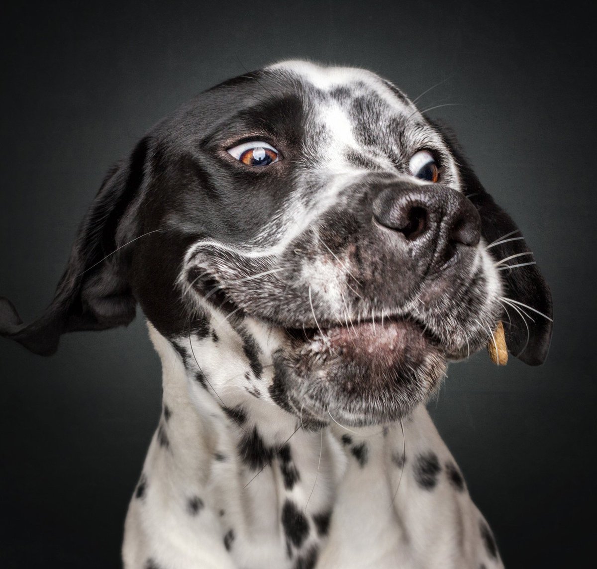 BuzzFeedNews's tweet photo. It’s Friday night and I’m still sitting here at work so please enjoy these photos of dogs catching treats with me https://t.co/LbbN3rzhBz https://t.co/xo0cWs1hH9