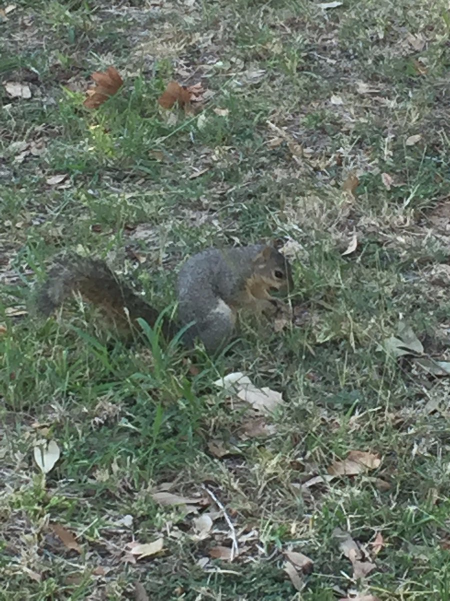 Jaybird97_'s tweet photo. @TAMUGVertBiol 
Genus (Sciurus) (Canis)  (Eqqus)  (Homo)
Species (niger)  (Bordercollie)  (Asinus) (Homosapien)
Common Name (Fox squirrel)  (Dog)  (Mule)  (Human) https://t.co/VTJQJBC1Sd