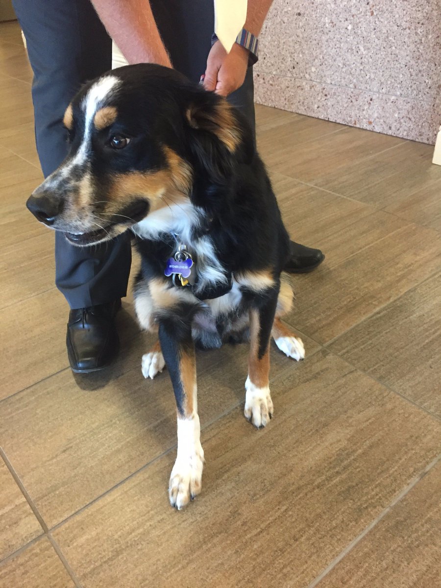 Jaybird97_'s tweet photo. @TAMUGVertBiol 
Genus (Sciurus) (Canis)  (Eqqus)  (Homo)
Species (niger)  (Bordercollie)  (Asinus) (Homosapien)
Common Name (Fox squirrel)  (Dog)  (Mule)  (Human) https://t.co/VTJQJBC1Sd