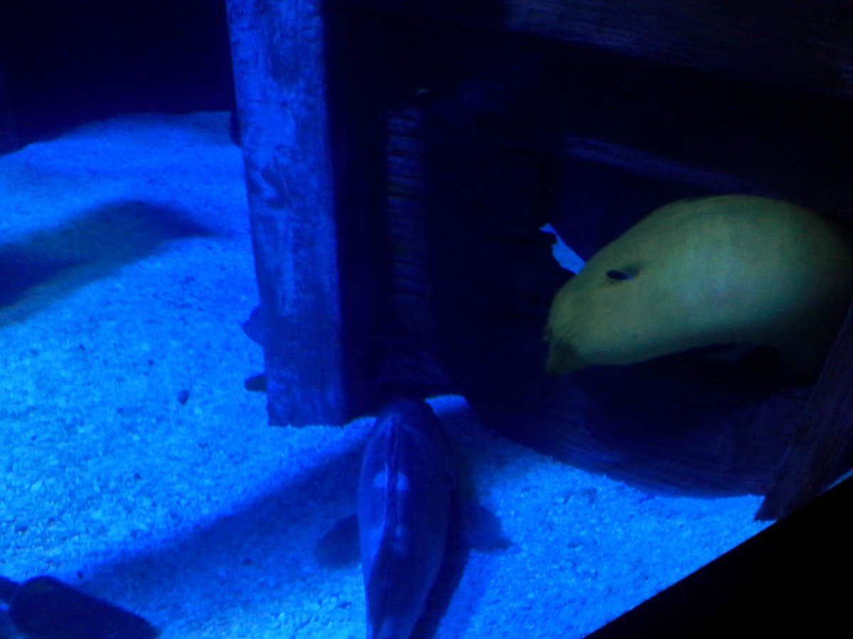 Jaybird97_'s tweet photo. @TAMUGVertBiol 
Genus (Pseudobalistis) (Gymnothorax) (Toxotes) (Pygocentrus)
 Species (Fuscus) (funebris) (Jaculatrix) (nattereri)
Common Name (Triggerfish) (Moray Eel) (Archerfish) (Red Belly Piranha) https://t.co/kBA1C009Om