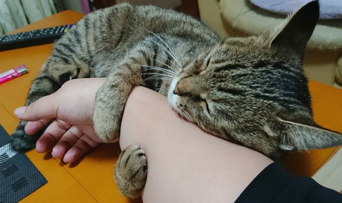 腕枕 チャーハン食べてたらいつの間にか右腕を枕に寝ていた猫がかわいい 笑