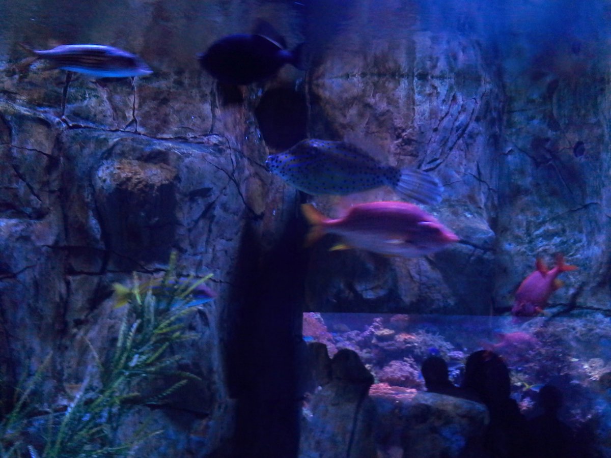 Jaybird97_'s tweet photo. @TAMUGVertBiol 
Genus (Pseudobalistis) (Gymnothorax) (Toxotes) (Pygocentrus)
 Species (Fuscus) (funebris) (Jaculatrix) (nattereri)
Common Name (Triggerfish) (Moray Eel) (Archerfish) (Red Belly Piranha) https://t.co/kBA1C009Om