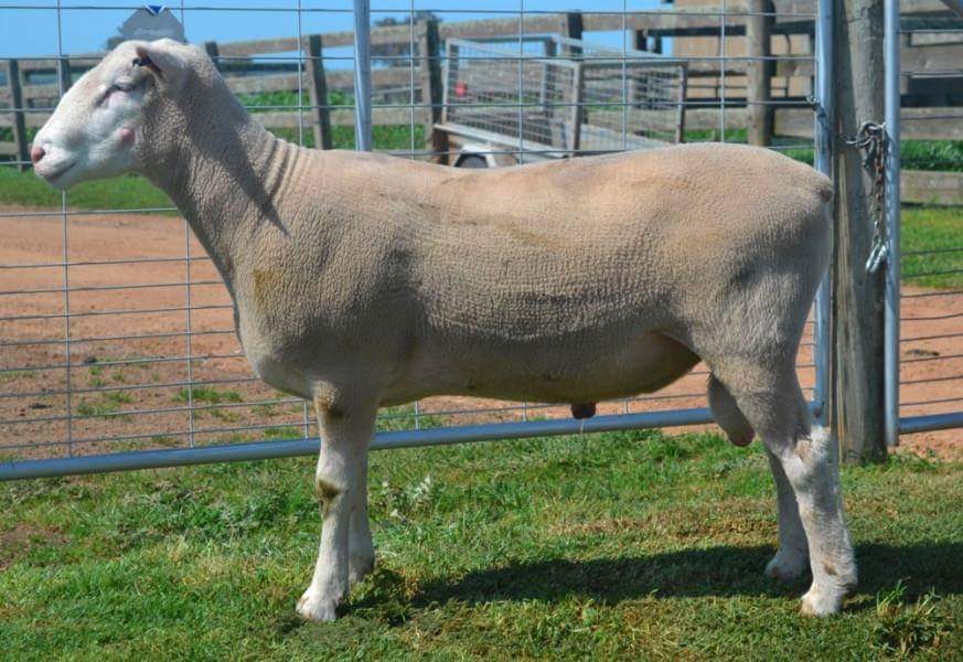 struanp's tweet photo. Ella Matta #WhiteSuffolks & #PollMerinos Ram Sale, SA - 186/199 White Suffolks sold to $16000 (Lot 1 to Lukin Springs White Suffolks, WA) & av. $1464. 44/44 Poll Merinos sold to $4800 (to Stockton Merinos, Vic) & av. $1682. 36/40 Maternal Composites sold to $2200 & av. $1153. https://t.co/IceMSGFYtL