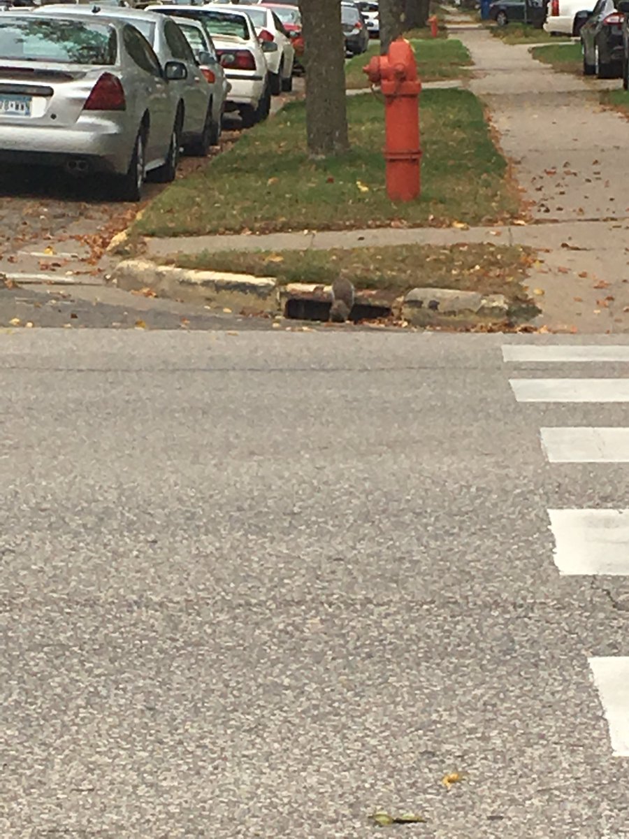 WinonaSquirrels's tweet photo. IT 2017 on this spooky Friday the 13th, be safe out there!!! https://t.co/c1rMARbhX0