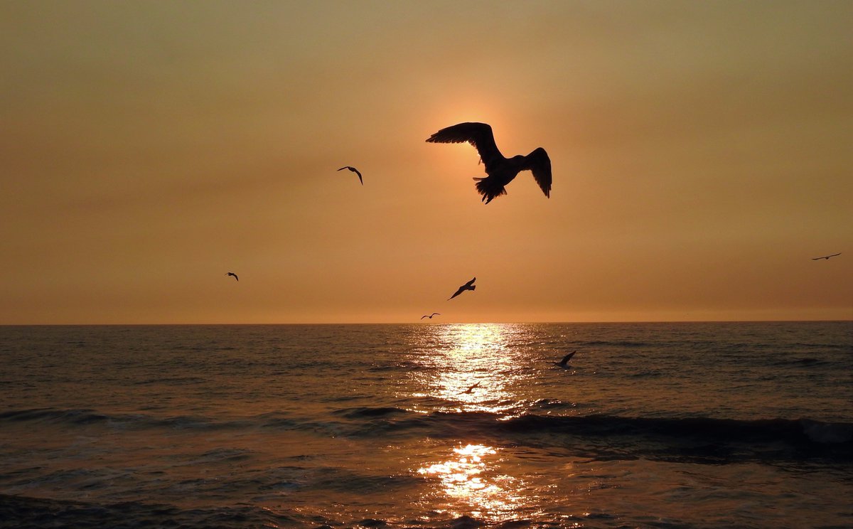 gerardcorbett's tweet photo. Pacific Sunset #perfecttiming #perfectblock #pacificocean #pacifica #seagull #sunblock https://t.co/RKjjtkNMkl