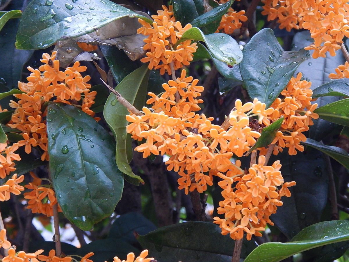 Thejapannews Editor Fragrance Of Osmanthus In My Neighborhood Help Me Survive An Unusually Cold And Gloomy Day Happy Weekend Autumn 金木犀 Flowers T Co H7nyvrehk0